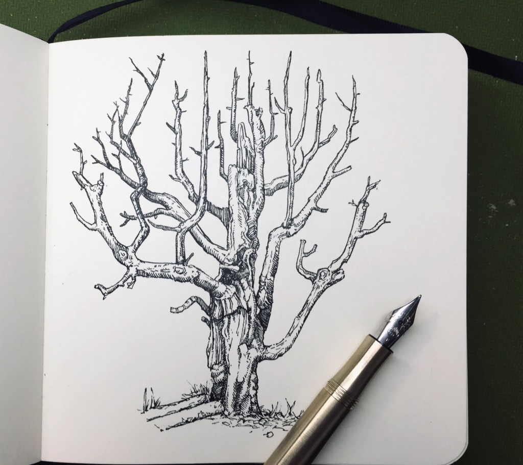 Tree Ink Study #1